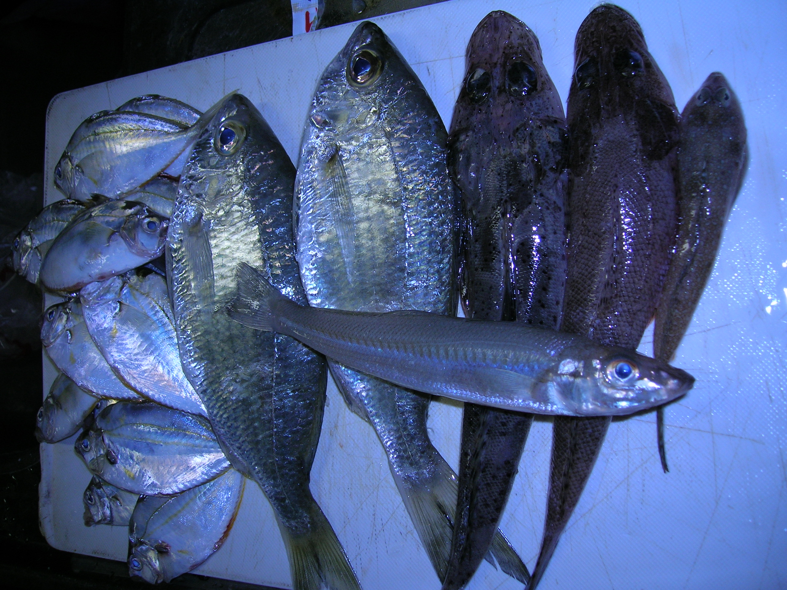 餌釣り マッドアングラーは潜航中